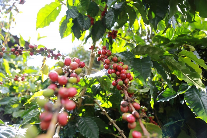 อัลบั้มภาพ